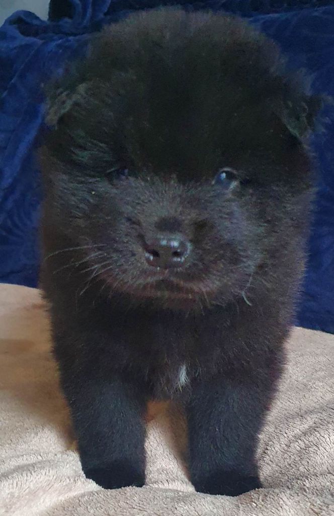 Domaine De L'Arclusaz - Chiots disponibles - Eurasier